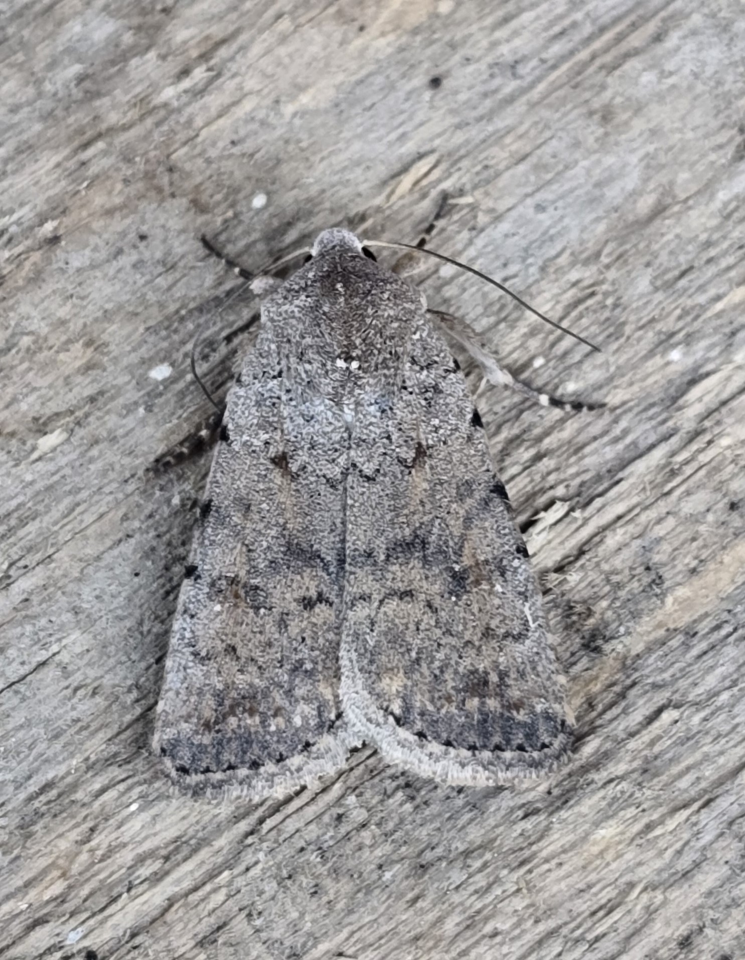 Photo of Pale Mottled Willow (Caradrina clavipalpis)